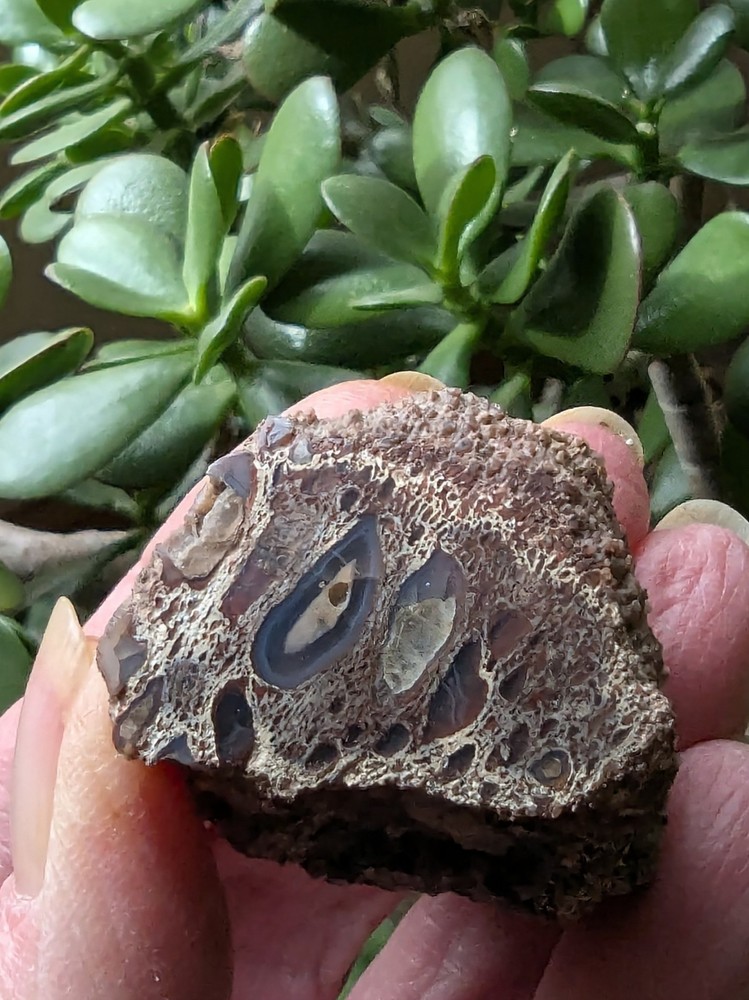 UV -Dinosaur Bone From * Polished * 2.3 oz.