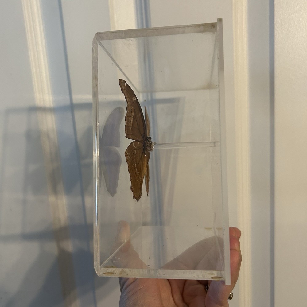 Sam Trophia Framed Acrylic Case Morpho Butterfly