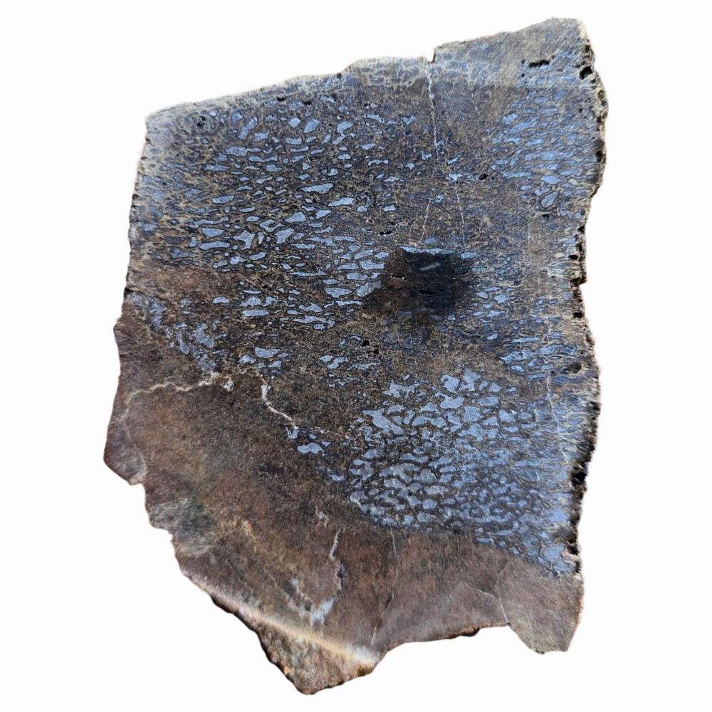 Gem Dinosaur Bone Slab - Cell Pattern - Variable Preservation