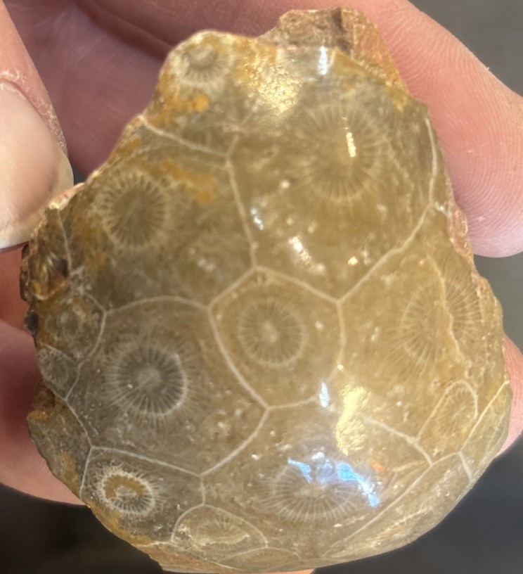Petrified Coral End Polished