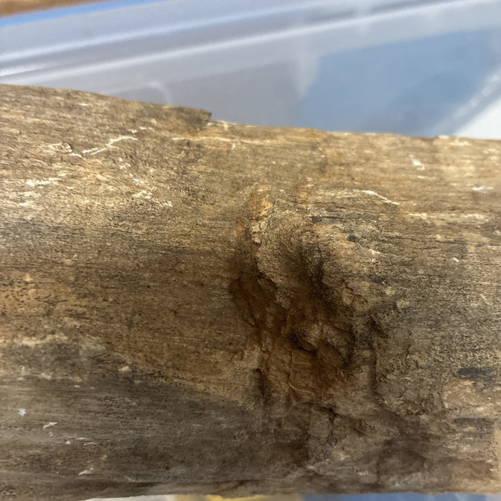 petrified wood rough