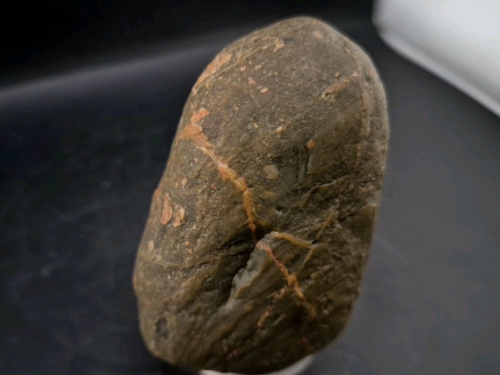 Real Permineralized Dinosaur Half Egg Embro