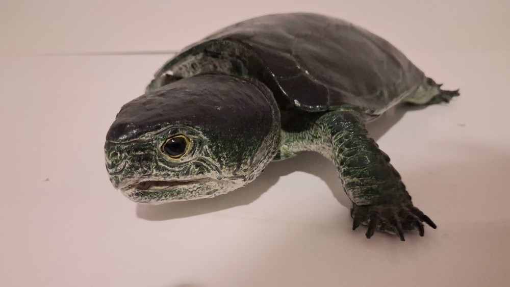AAA Realistic PVC Big Headed/Snapping Turtle
