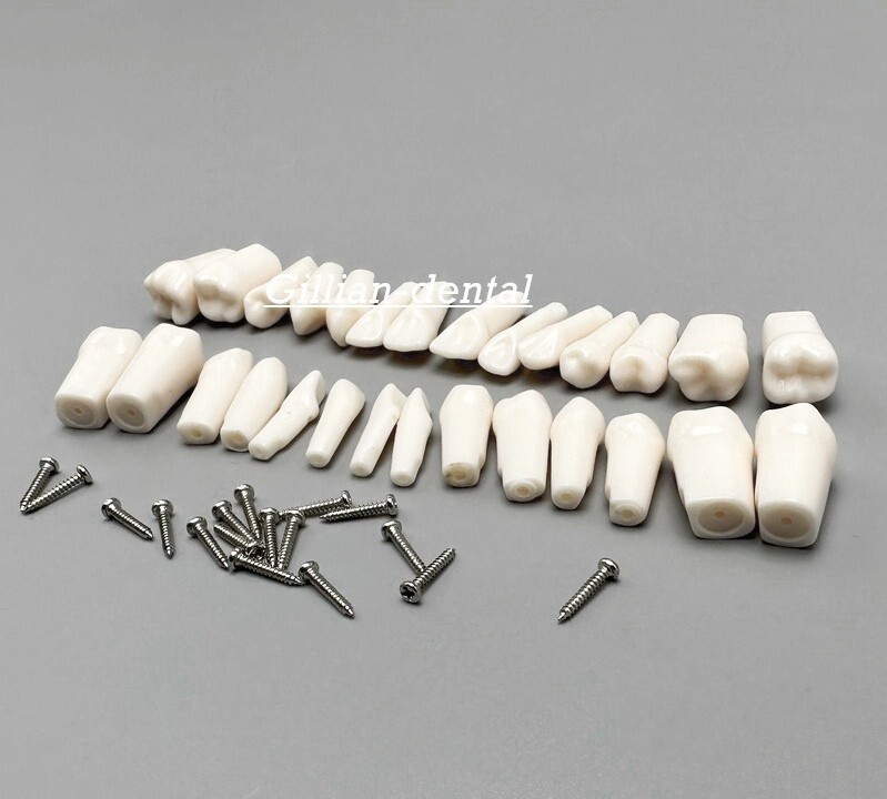 Dental Replacement Screw-in Teeth Typodont Model Practice Removable Tooth Models