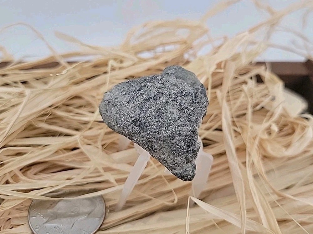Permineralized Claw Fossil Super Rare