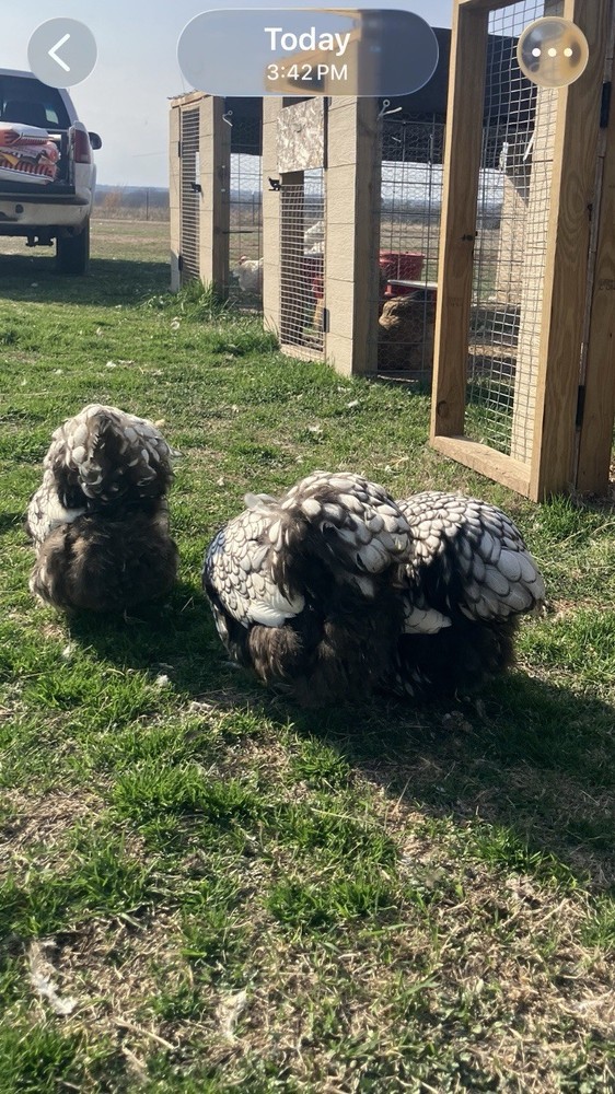 6+ Silver Laced English Orpington Hatching Eggs