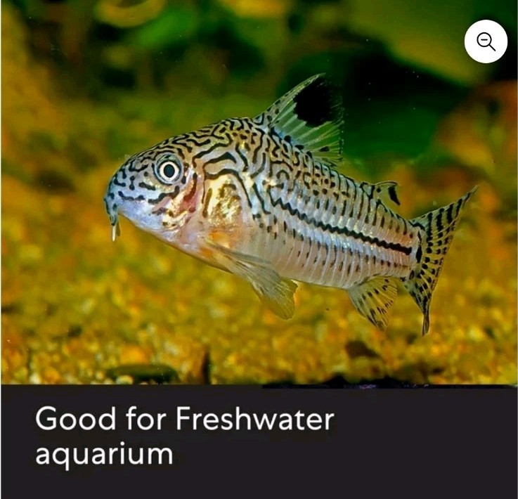 Aquarian By API Betta Water 64 oz Bottle