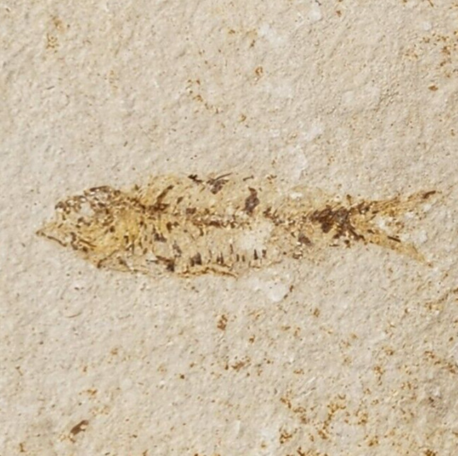 Knightia eocaena Fossil Fish - Green River Fm. - Split Fish Layer - WY - Eocene