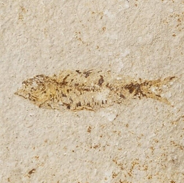 Knightia eocaena Fossil Fish - Green River Fm. - Split Fish Layer - WY - Eocene
