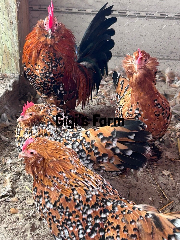 6 d'Uccle Fertile Egg Millie Fluer
