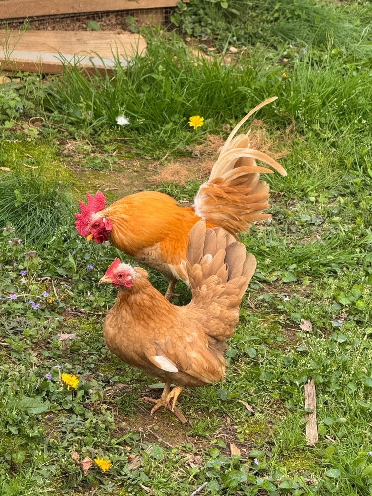 12+ 2 small Quality Serama Chicken Hatching Eggs