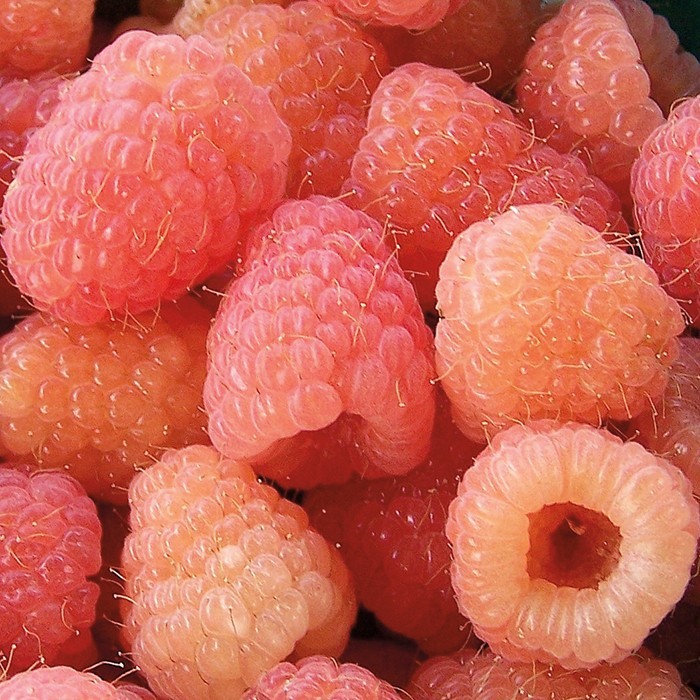 3 Raspberry Plants "Double Gold" Everbearing (3 Dormant Bare Root Canes)Zone 5-8