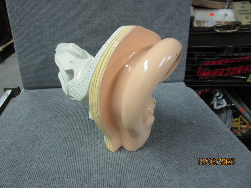 Denoyer Geppert Medical Ear Display