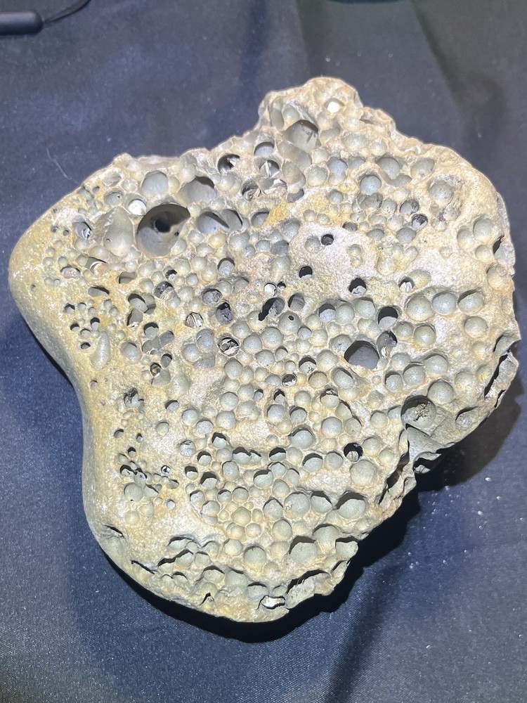 Fossil Shell Clam in Hag Stone Boulder -adder Rock-Omar Stone 2.6 Lbs