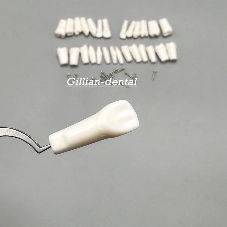 Dental Replacement Screw-in Teeth Typodont Model Practice Removable Tooth Models