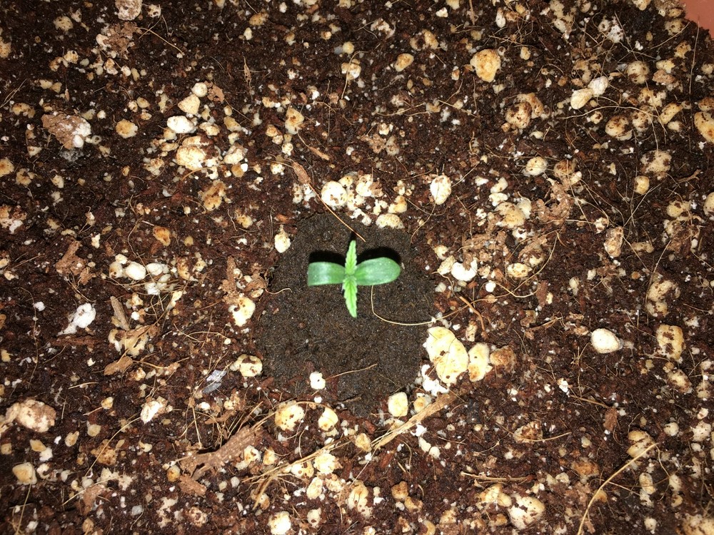 Coconut Coir,Coco Peat Compost Natural Organic Soil Media Hydroponics Substrate.
