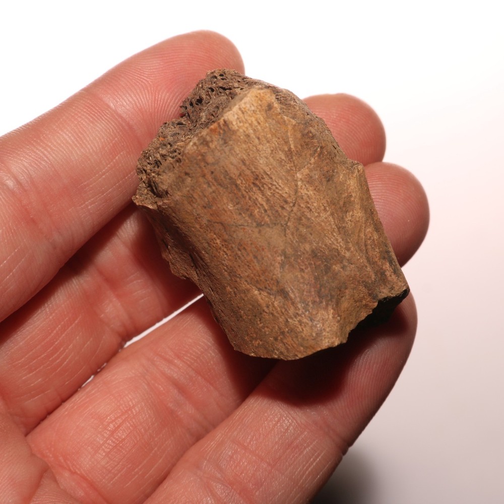 T.rex Vertebra Process Fossil Beautiful from the Hell Creek Formation Cretaceous