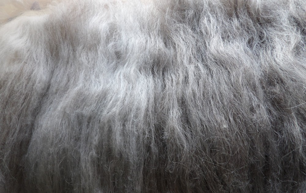 Grey Wolf Blend Carded Wool Batt Undyed Natural Shetland Wool Animal Felt Spin