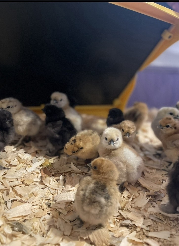 Silkie Chicken Hatching Eggs, Fertile Eggs & Chicks – Assorted Colors