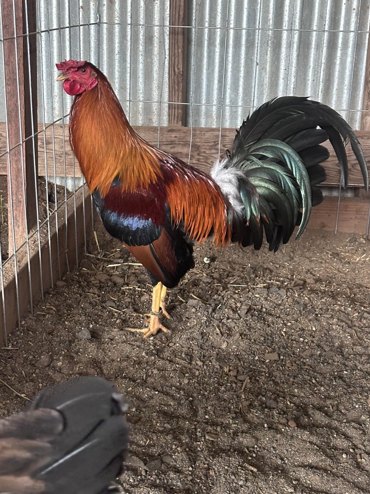 12 slick  lizard Klso 20k