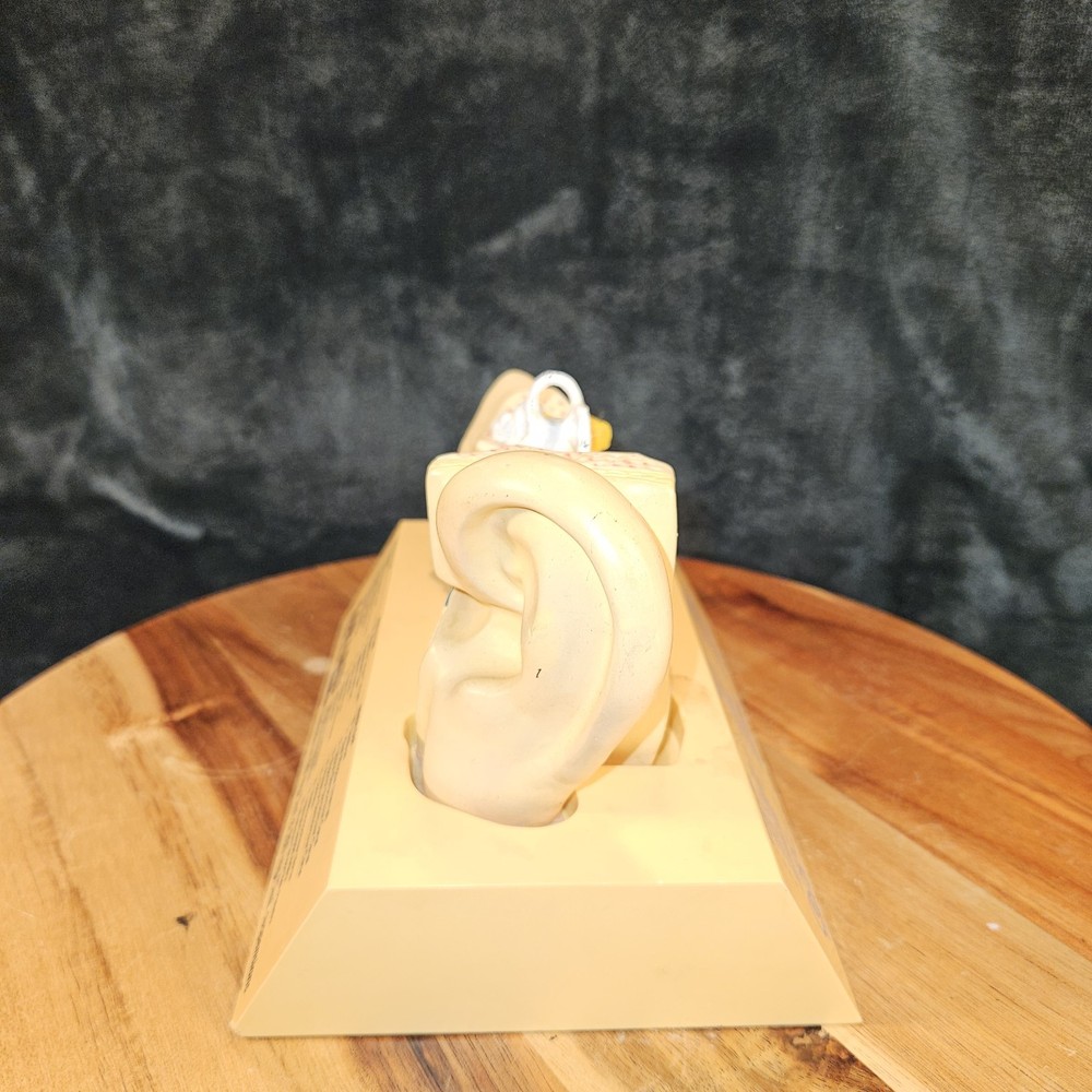 Lorabid Loracebef Ear Model With Removable Pieces Innovative Premiums 1994