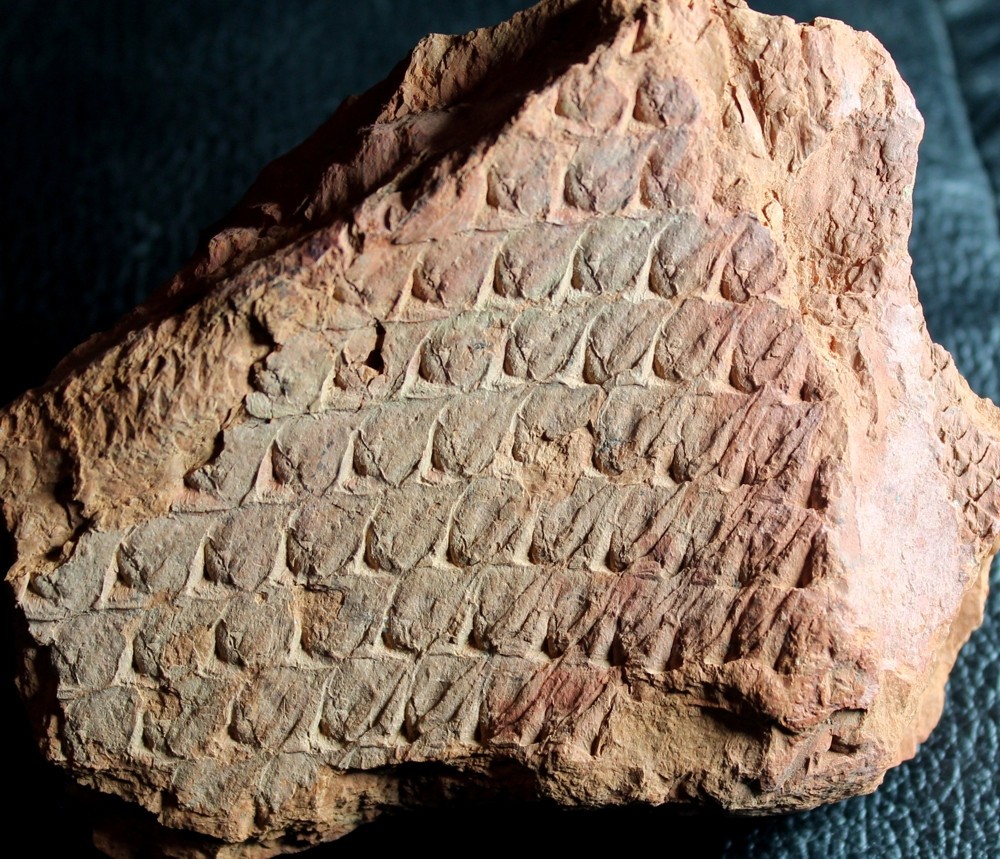 Lepidodendron obovatum - Pennsylvanian fossil bark