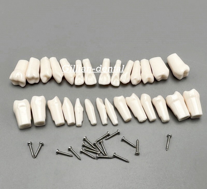 Dental Replacement Screw-in Teeth Typodont Model Practice Removable Tooth Models