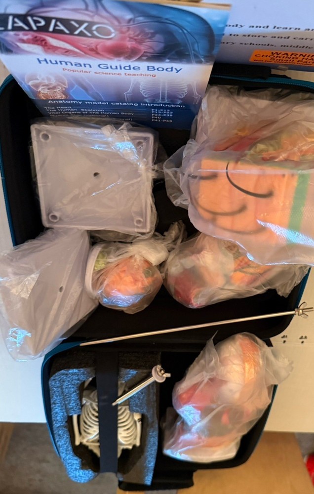 Human Anatomy Science Education Model Set