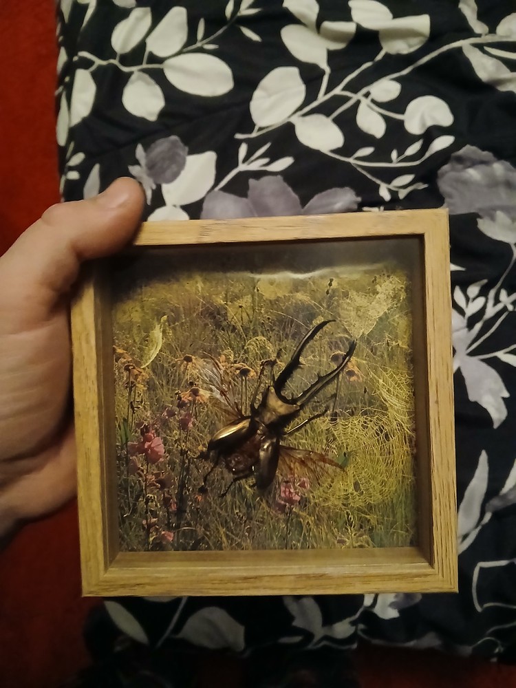 Real Large Stag Beetle Mounted In A Case