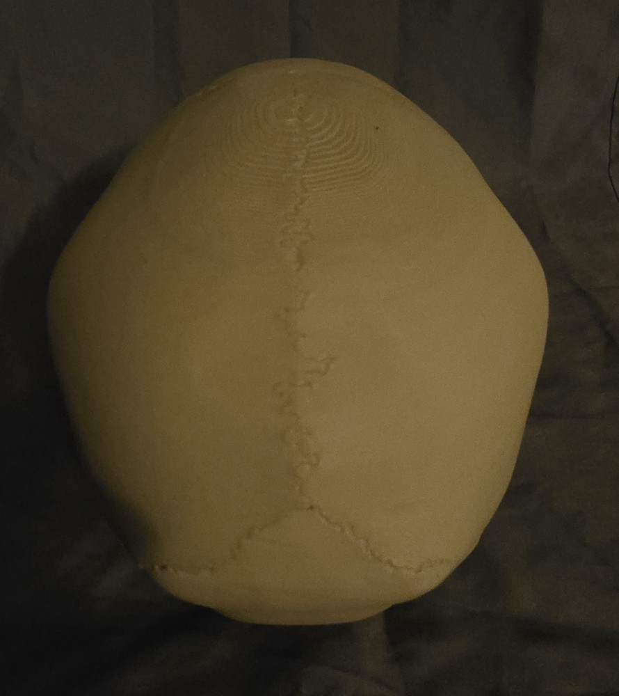 Realistic Skull