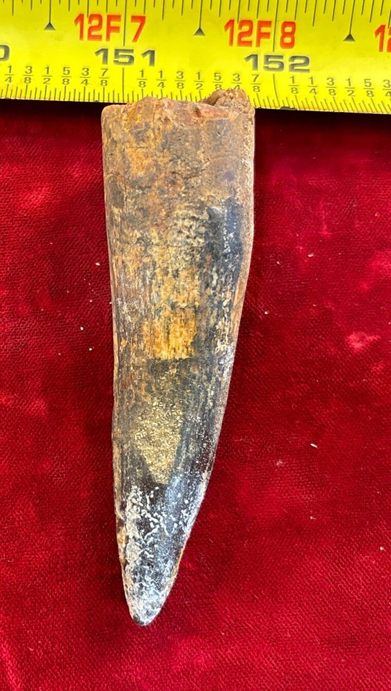 3 1/8 inch spinosaurus tooth