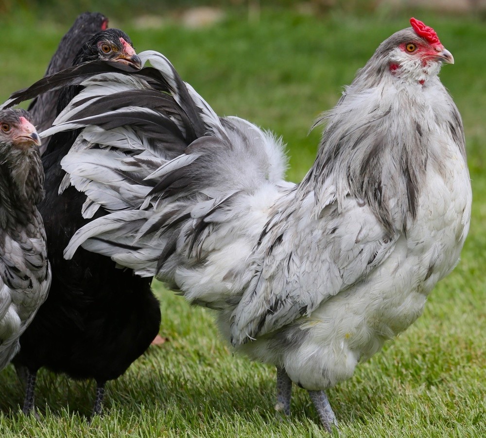 10++ NPIP Blue/Black/Splash Ameraucana Hatching Eggs - Read Description