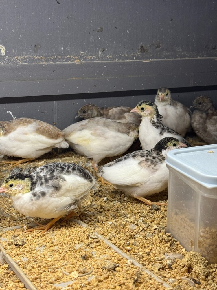 60 Button Quail Hatching Eggs Multiple Colors. Ships out after next week 12/12