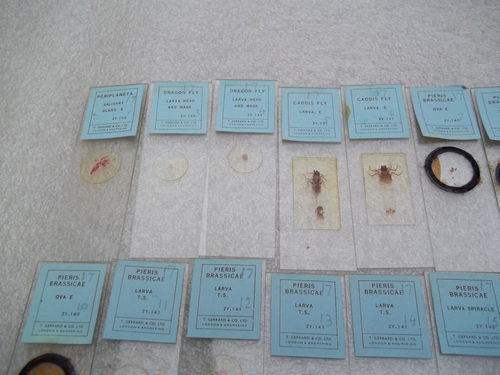 Vintage Glass Microscope Slides - 6 x Boxes