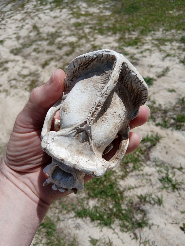 High Quality Replica Gorilla 🦍 Skull. Beautiful Display Gorilla Skull. W3