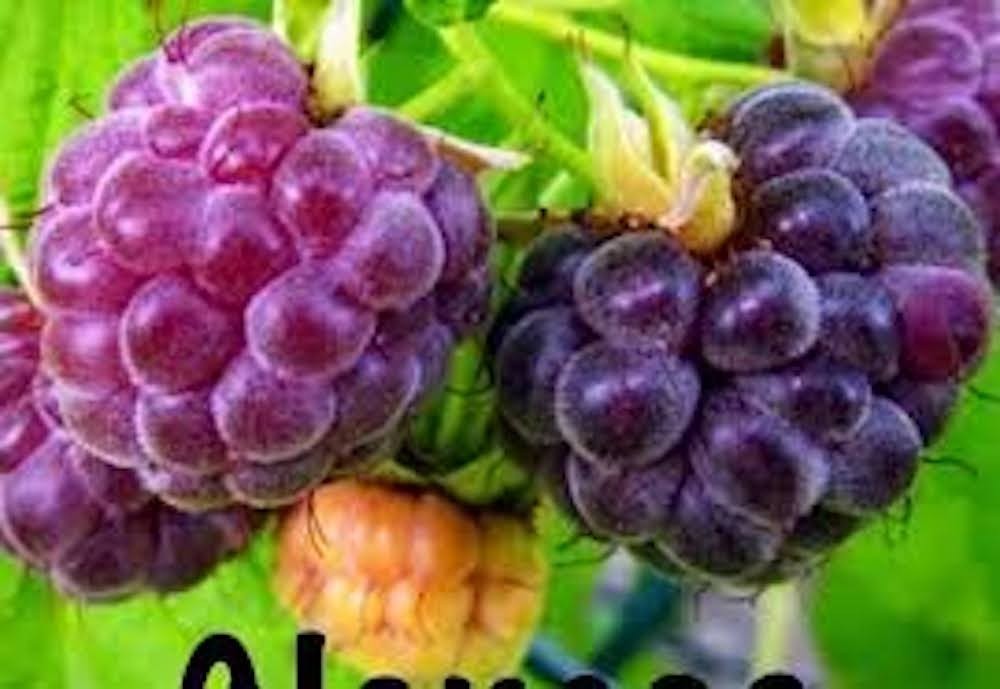 5 Glencoe Raspberry Plant Thornless Purple Raspberry Starter Plug