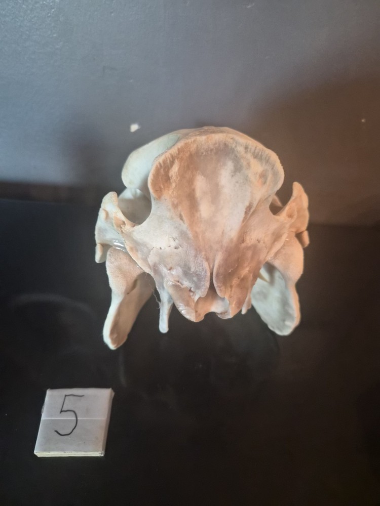 Boar Skull
