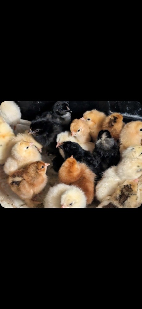 12+ Barnyard Mix Hatching Eggs - Silkie Polish Cochin Easter Egger - FRESH!