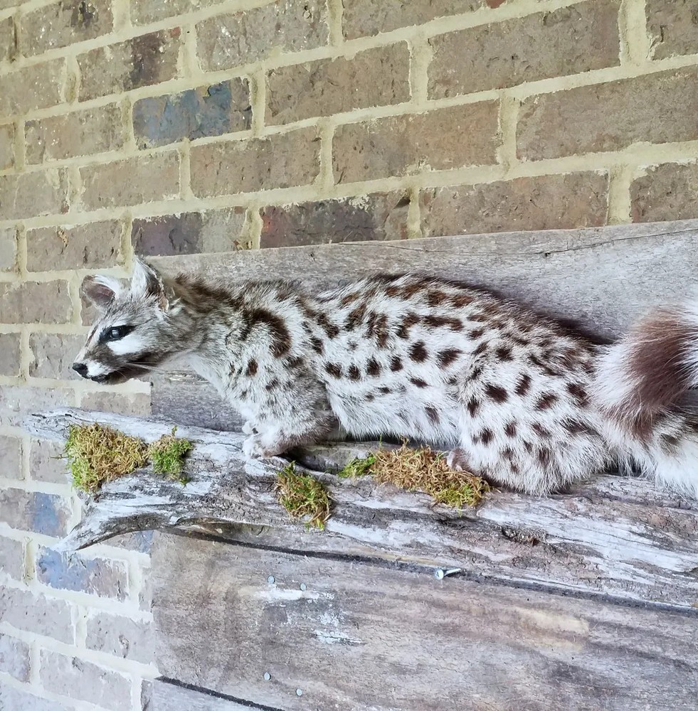 Genet on Pine Branch