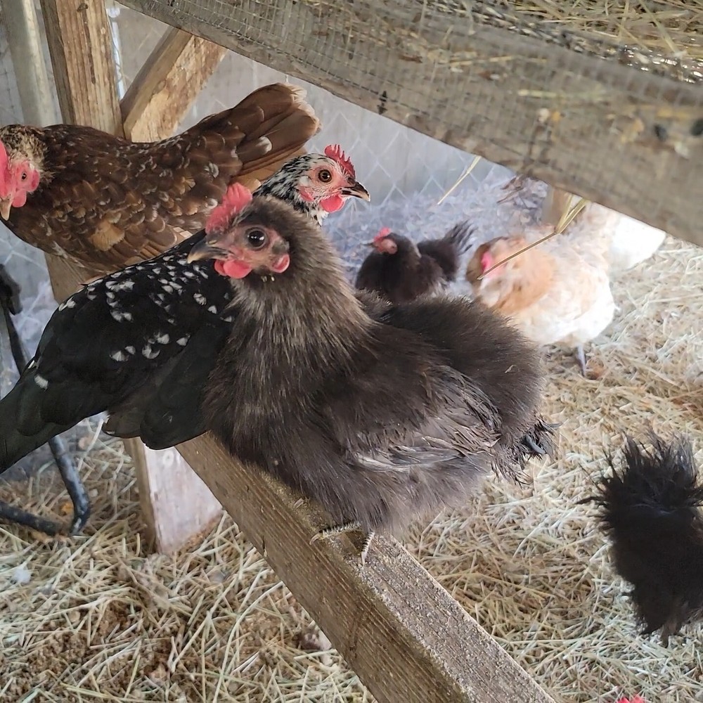 24+ Serama Bantam Hatching Eggs 4-H
