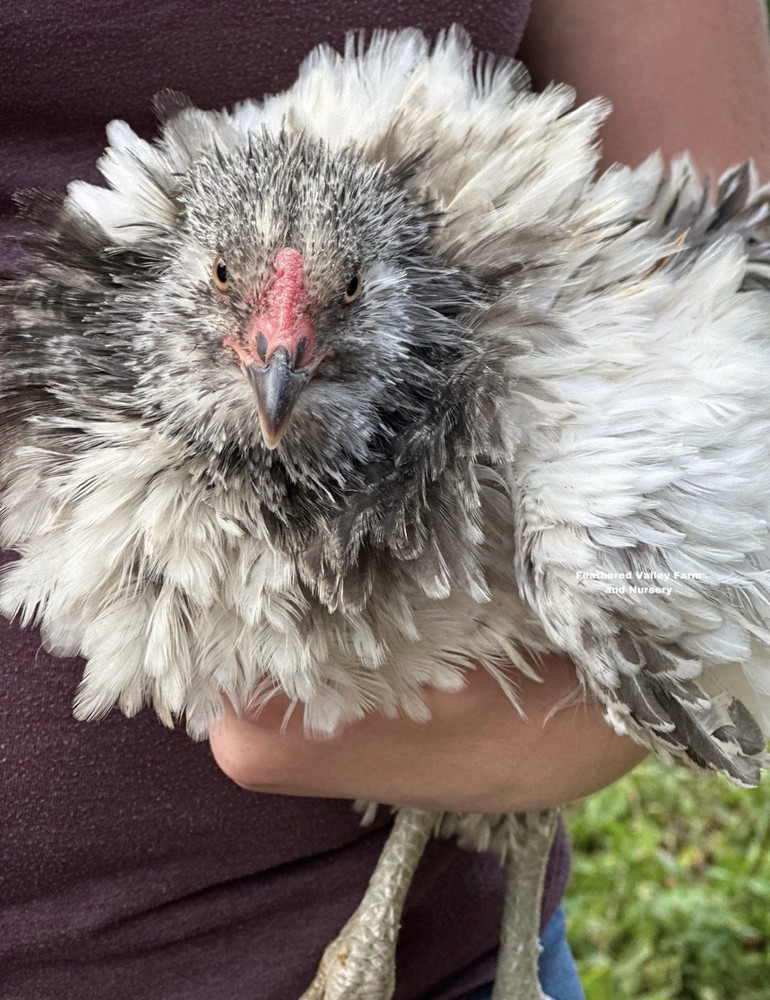 6 Frizzle Americana Hatching Eggs NPIP