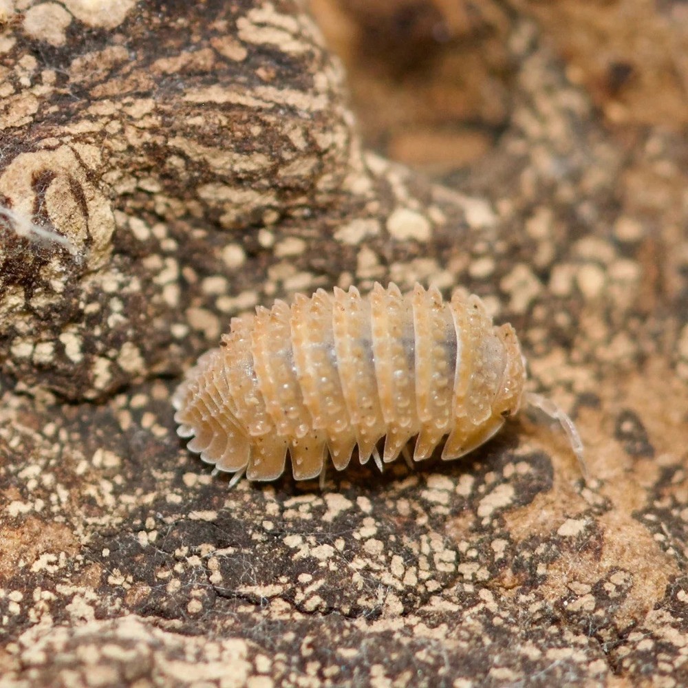 Pineapple spiky isopods