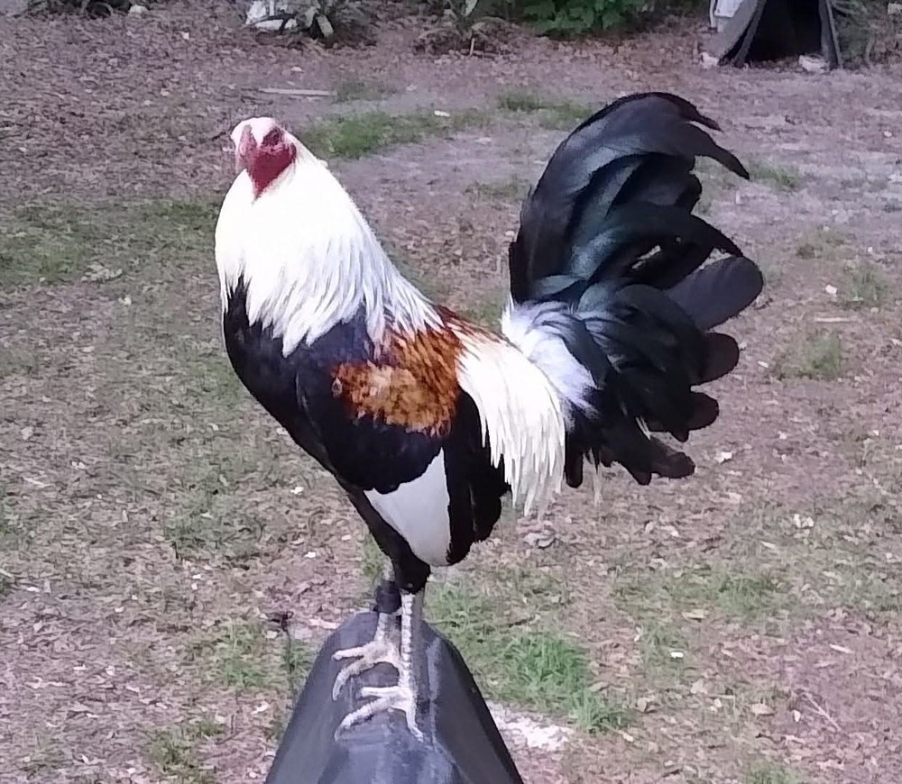 6+ Quality Fertile Chicken Hatching Eggs