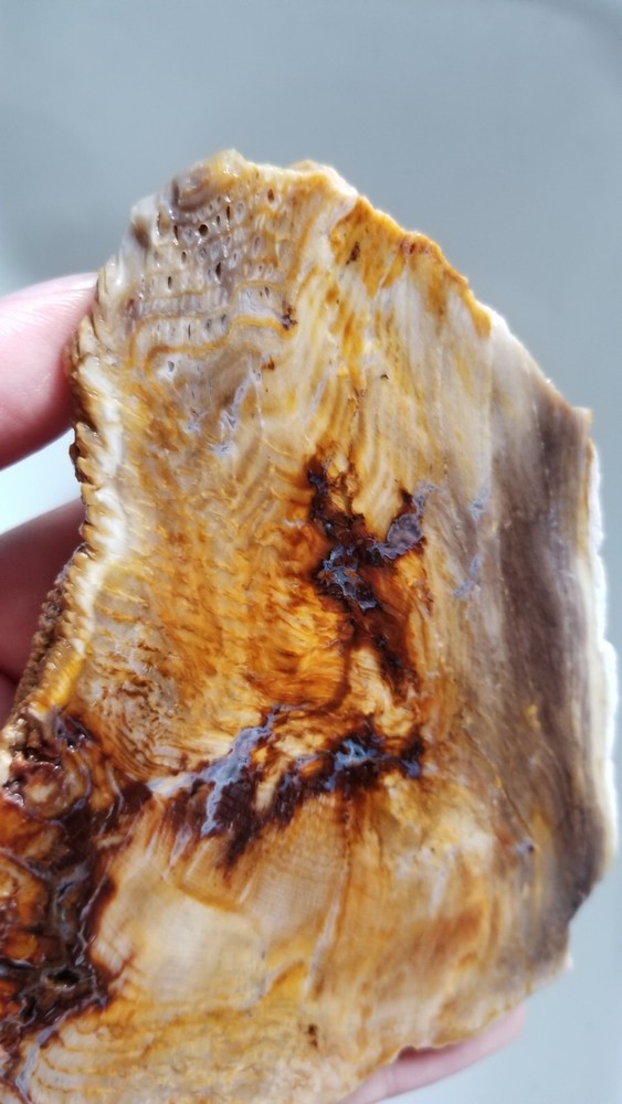 Hell's Canyon Petrified Wood Slab