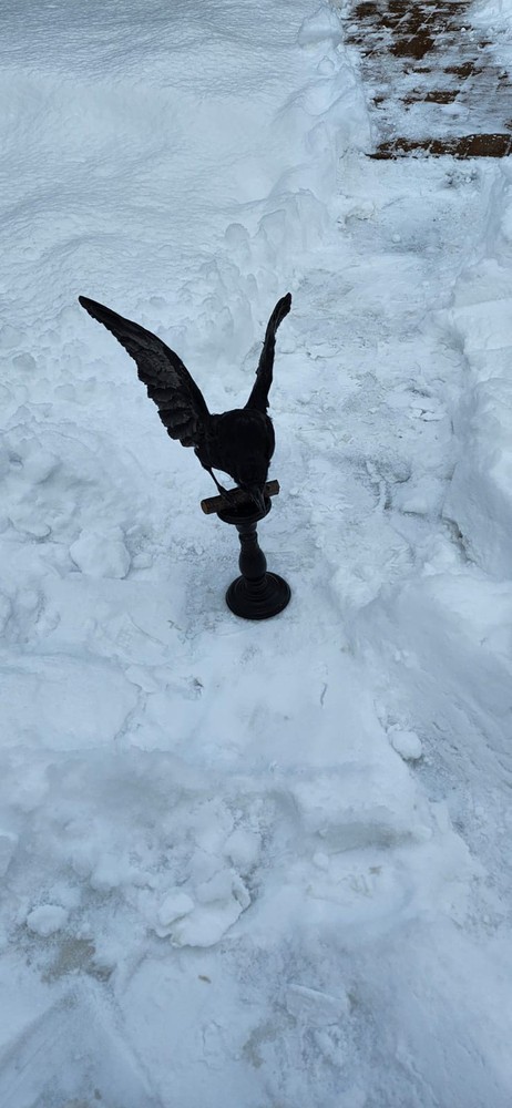 Carrion Crow Taxidermy
