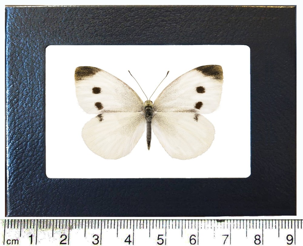 Pieris rapae cabbage white butterfly USA framed