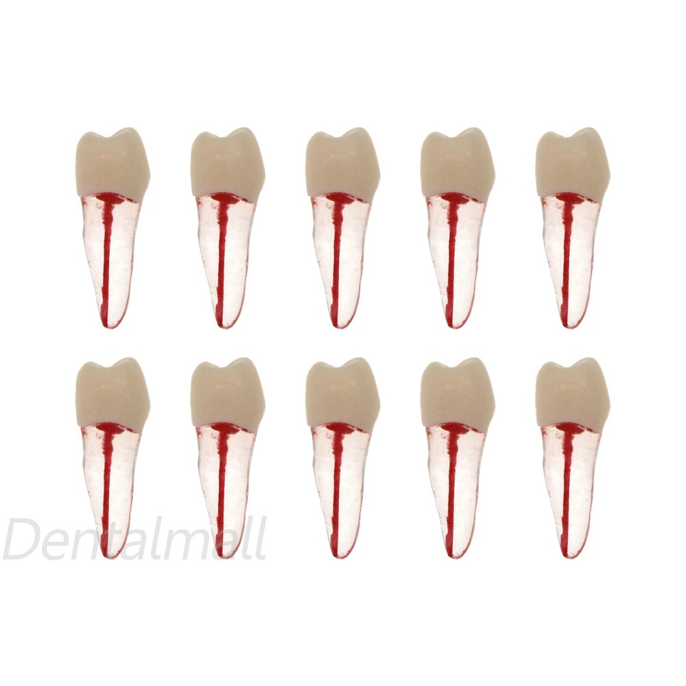 10 Size Dental Root Canal Practice Model Teeth for Pulp Study RCT Endo File