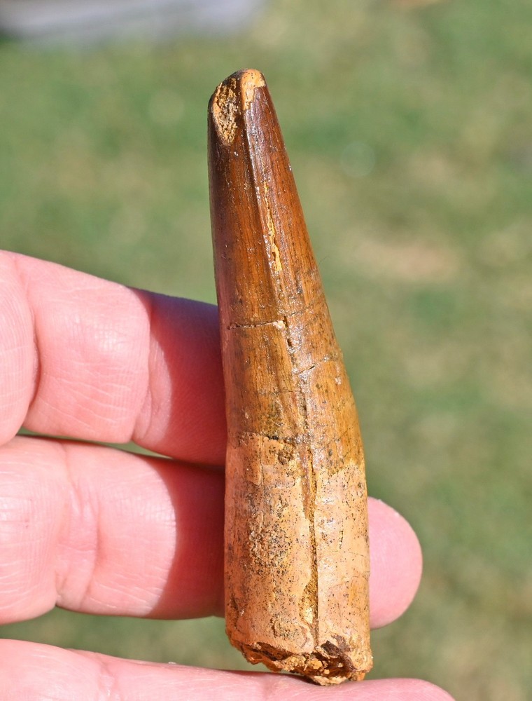 Spinosaurus tooth 3.33 inches, from Morocco #2