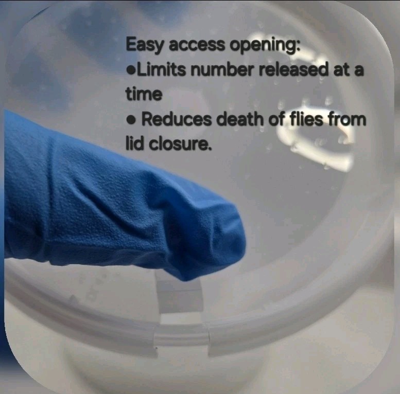 Easy Dispense Flightless Fruit Fly (Melanogaster/Small Fly)