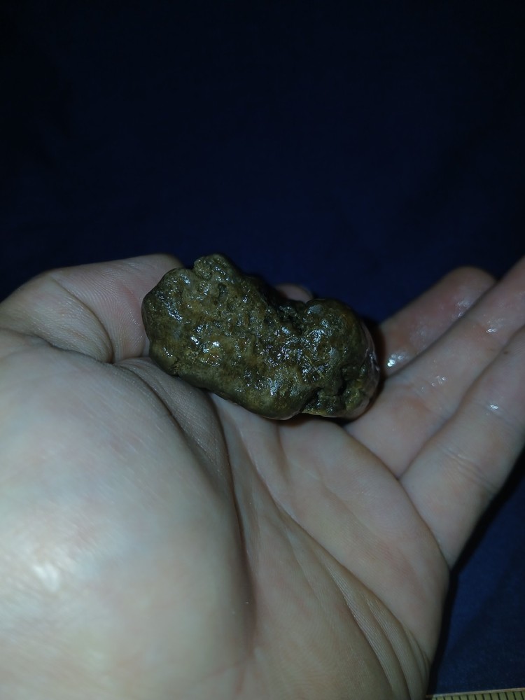 3.5 oz Agatized Petrified Wood